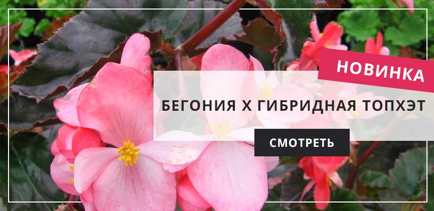 Профессиональные семена цветов и овощей semki-olga.ru
