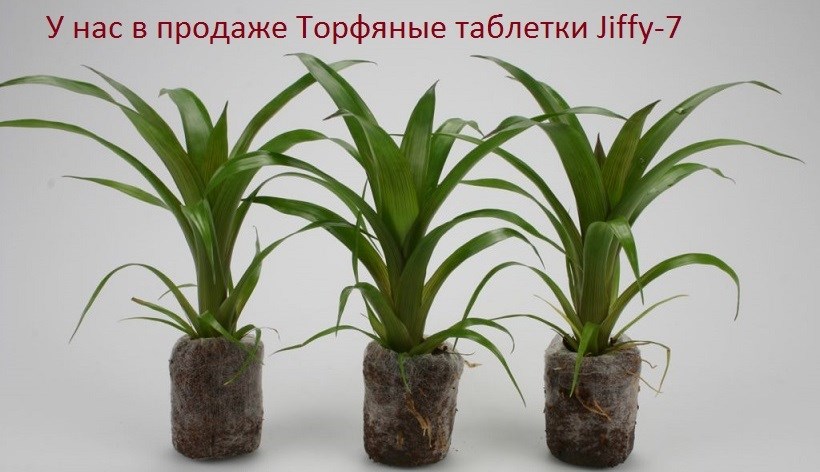 Профессиональные семена цветов и овощей semki-olga.ru