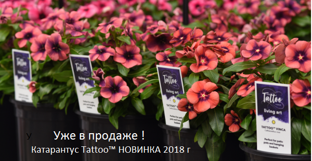 Профессиональные семена цветов и овощей