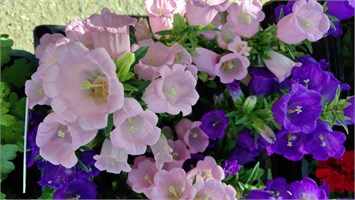 Колокольчик(Campanula)