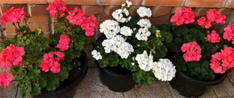 Пеларгония зональная.