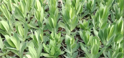 Лизиантус (Эустома) F1 Рози. Лизиантус (Эустома) F1 Рози.