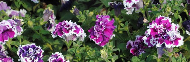 Петуния крупноцветковая махровая (Petunia grandiflora).