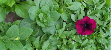 Петуния крупноцветковая ЛИМБО.