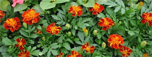 Бархатцы отклоненные Super Hero.