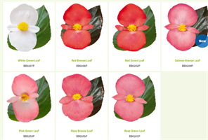 Бегония бенари Биг Делюкс.