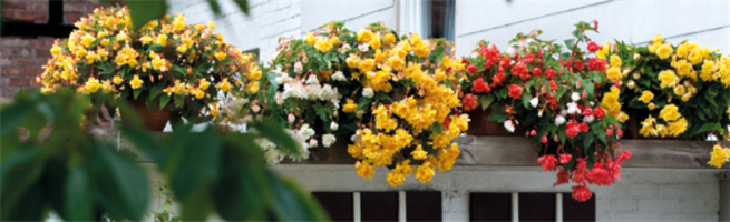 Бегония ампельная ИЛЛЮМИНЕЙШН.