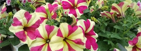ПЕТУНИЯ КРУПНОЦВЕТКОВАЯ (Petunia grandiflora).