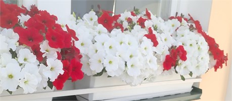 ПЕТУНИЯ МНОГОЦВЕТКОВАЯ (PetuniaMultiflora)