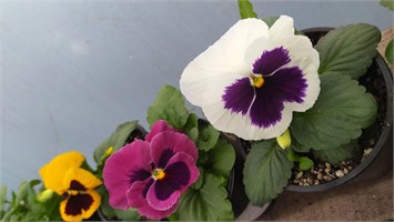 МНОГОЛЕТНИЕ,ДВУЛЕТНИЕ МНОГОЛЕТНИЕ,ДВУЛЕТНИЕ