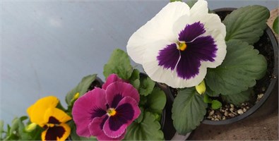 Виола виттрока F1 POWER.