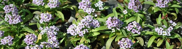 Алиссум(Лобулярия)