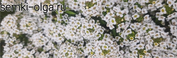 Алиссум Giga White