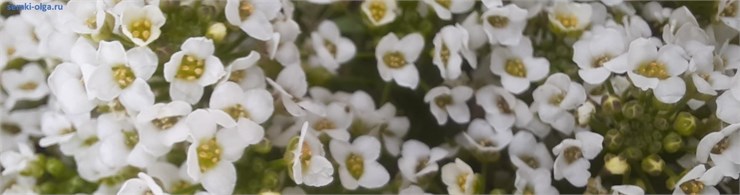 Алиссум Клия Кристал.