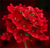 Вербена ампельная F1 Obsession Cascade.