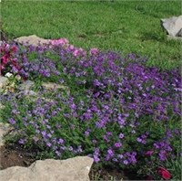 Вербена ампельная Imagination.