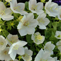 Колокольчик(Campanula)