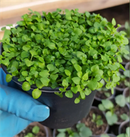 Мята почвопокровная Mini Mint