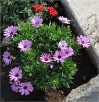 Остеоспермум F1 Асти.