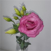 Эустома высокая (срезка) Эустома высокая (срезка)