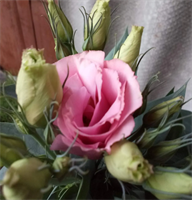 Эустома карликовая(горшечная) Эустома карликовая(горшечная)