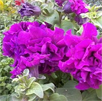 Петуния многоцветковая махровая (Petunia multiflora).