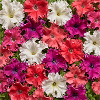 ПЕТУНИЯ КРУПНОЦВЕТКОВАЯ БАХРОМЧАТАЯ  АФРОДИТА  F1.