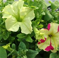 Петуния крупноцветковая СОФИСТИКА.