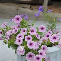 ПЕТУНИЯ АМПЕЛЬНАЯ МЕЛКОЦВЕТКОВАЯ