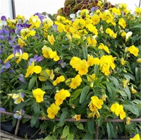 Виола Виттрока ампельная Cool Wave