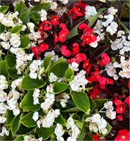 Бегония вечноцветущая Super Cool.