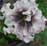 Петуния крупноцветковая превосходнейшая ДИВА.