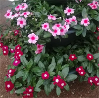 Катарантус ампельный  Mediterranean.