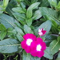 Катарантус ампельный SOLAR Avalanche.