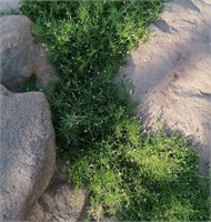 Мшанка шиловидная (Sagina subulata).