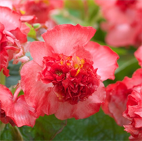 Бегония semperflorens F1 Фиона.