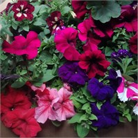 Петуния крупноцветковая ЛИМБО.