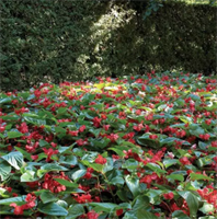 Бегония Dragon Wing.