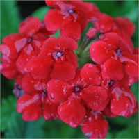 Вербена гибридная КВАРЦ.