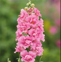 Львиный зев DoubleShot.