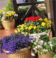 Лобелия Ривьера.