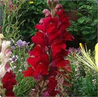 Львиный зев OPUS F1.