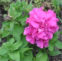 Петуния крупноцветковая махровая (Petunia grandiflora).