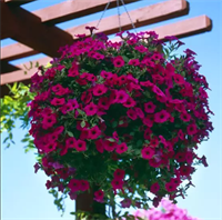 Петуния ампельная ВЕЙВ.