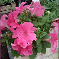 ПЕТУНИЯ КРУПНОЦВЕТКОВАЯ (Petunia grandiflora).