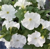 Петуния крупноцветковая SUCCESS!® HD.