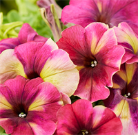 Петуния гибридная многоцветковая Shake.