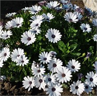 Остеоспермум.