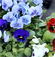 МНОГОЛЕТНИЕ,ДВУЛЕТНИЕ