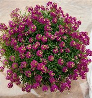 Алиссум Норд Фейс.